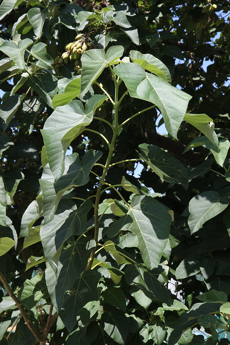 Изображение особи Paulownia tomentosa.