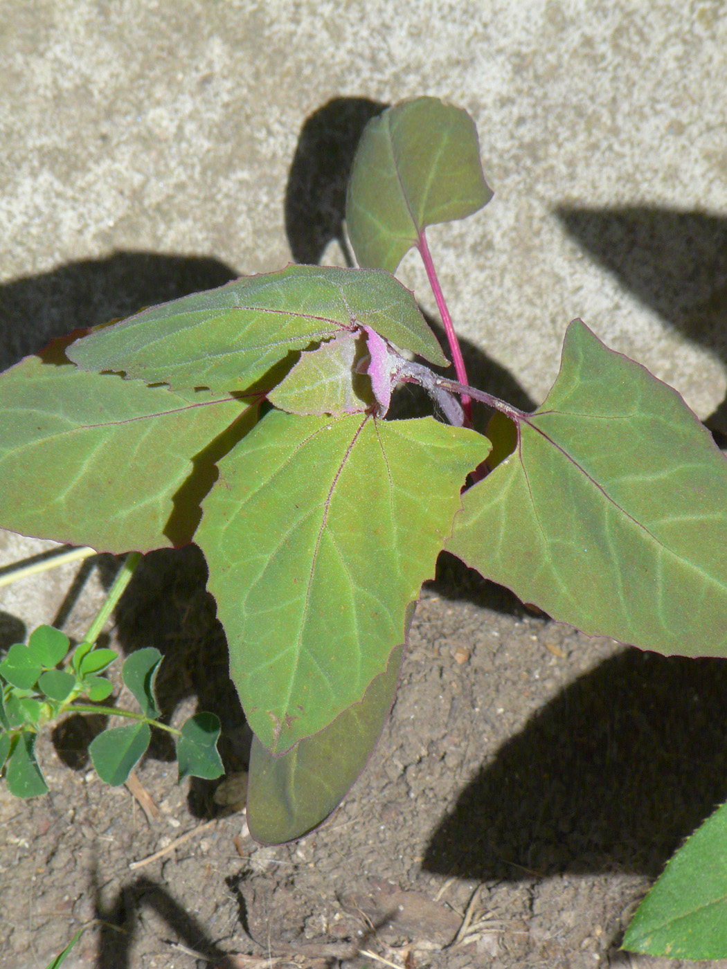 Image of Atriplex hortensis specimen.