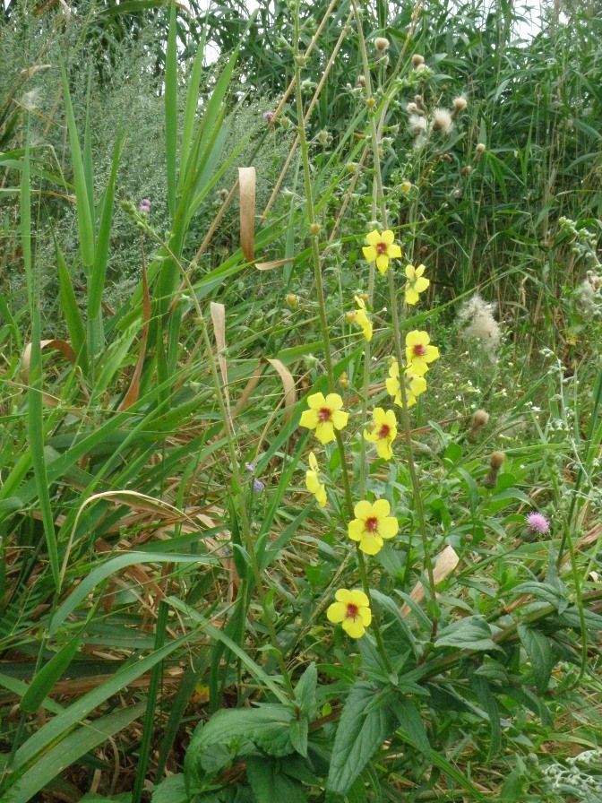 Image of Verbascum blattaria specimen.