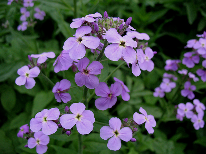 Image of Hesperis matronalis specimen.