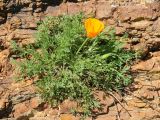 Eschscholzia californica. Цветущее растение. США, Калифорния, Сан-Франциско, на склоне горы, возле смотровой площадки. 15.02.2017.