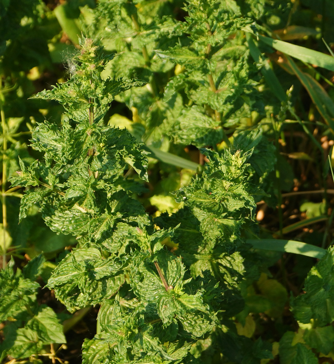 Image of Mentha spicata specimen.