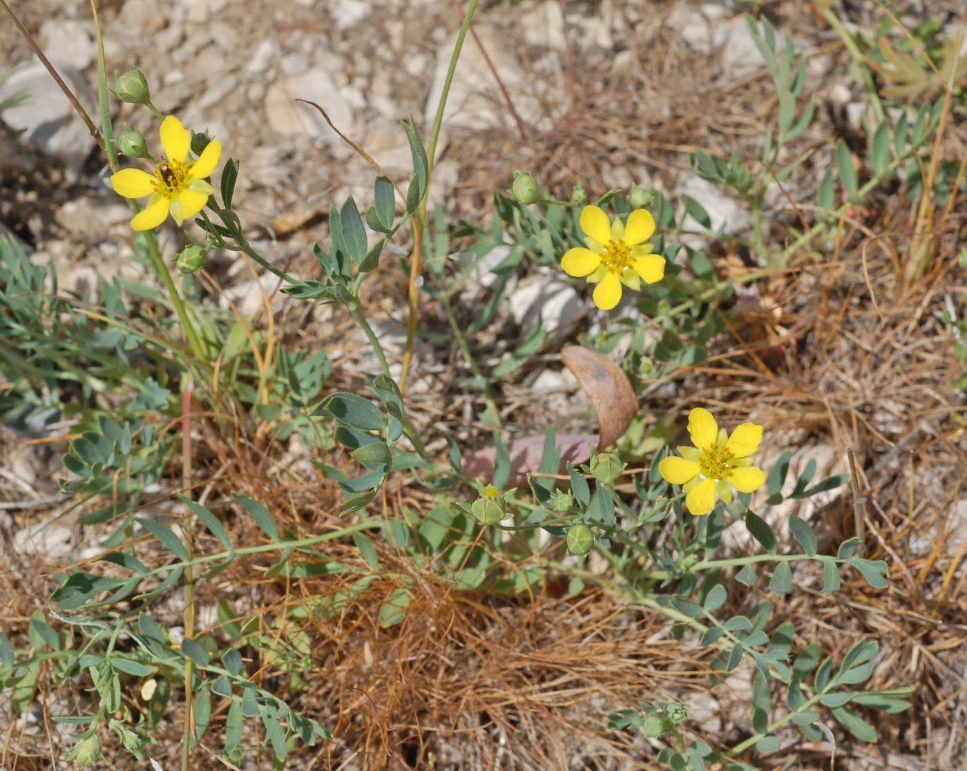 Image of Potentilla orientalis specimen.