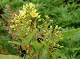 Lysimachia davurica