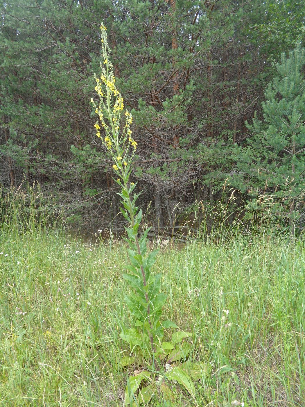 Image of Verbascum lychnitis specimen.