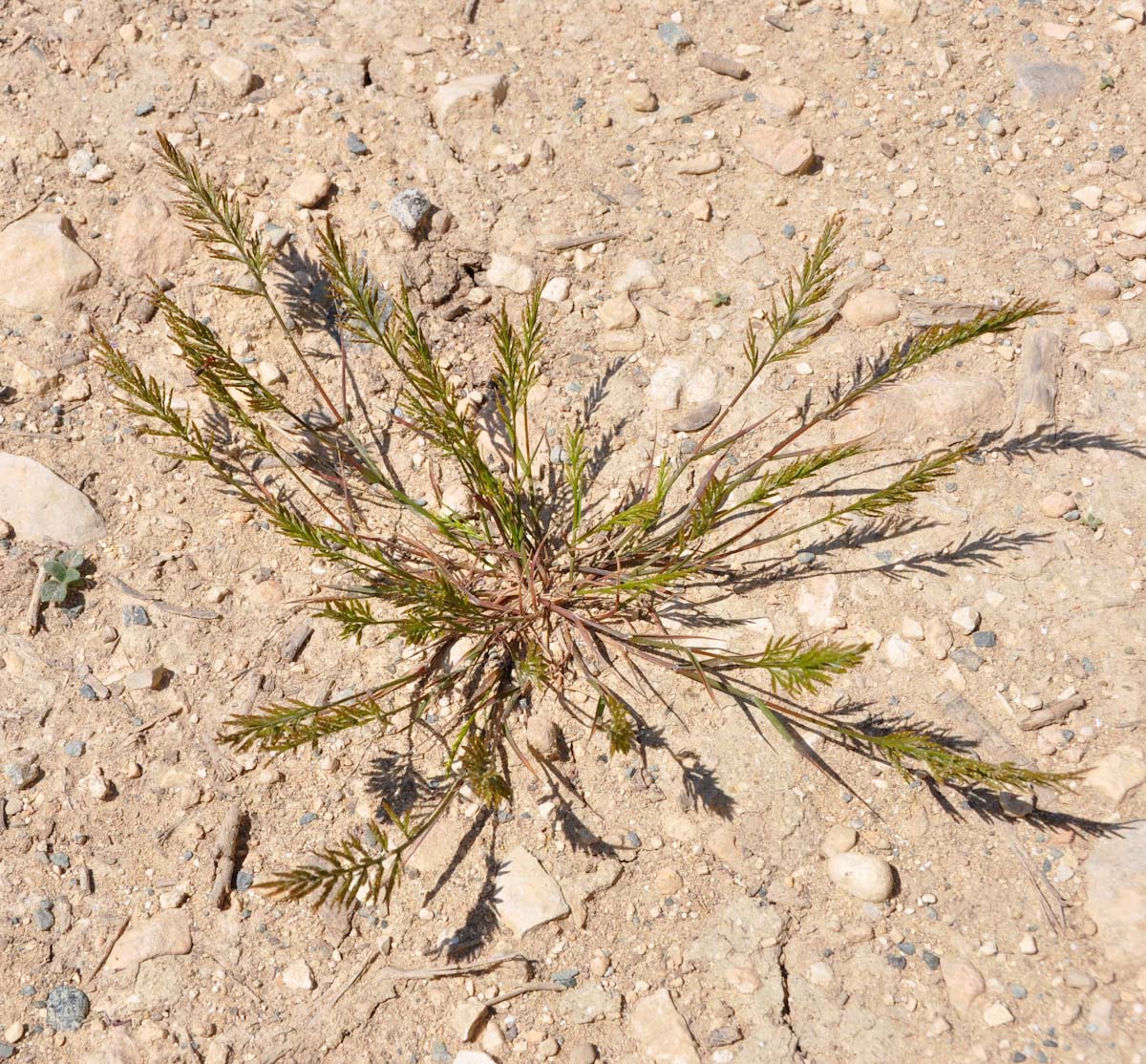 Image of Scleropoa rigida specimen.