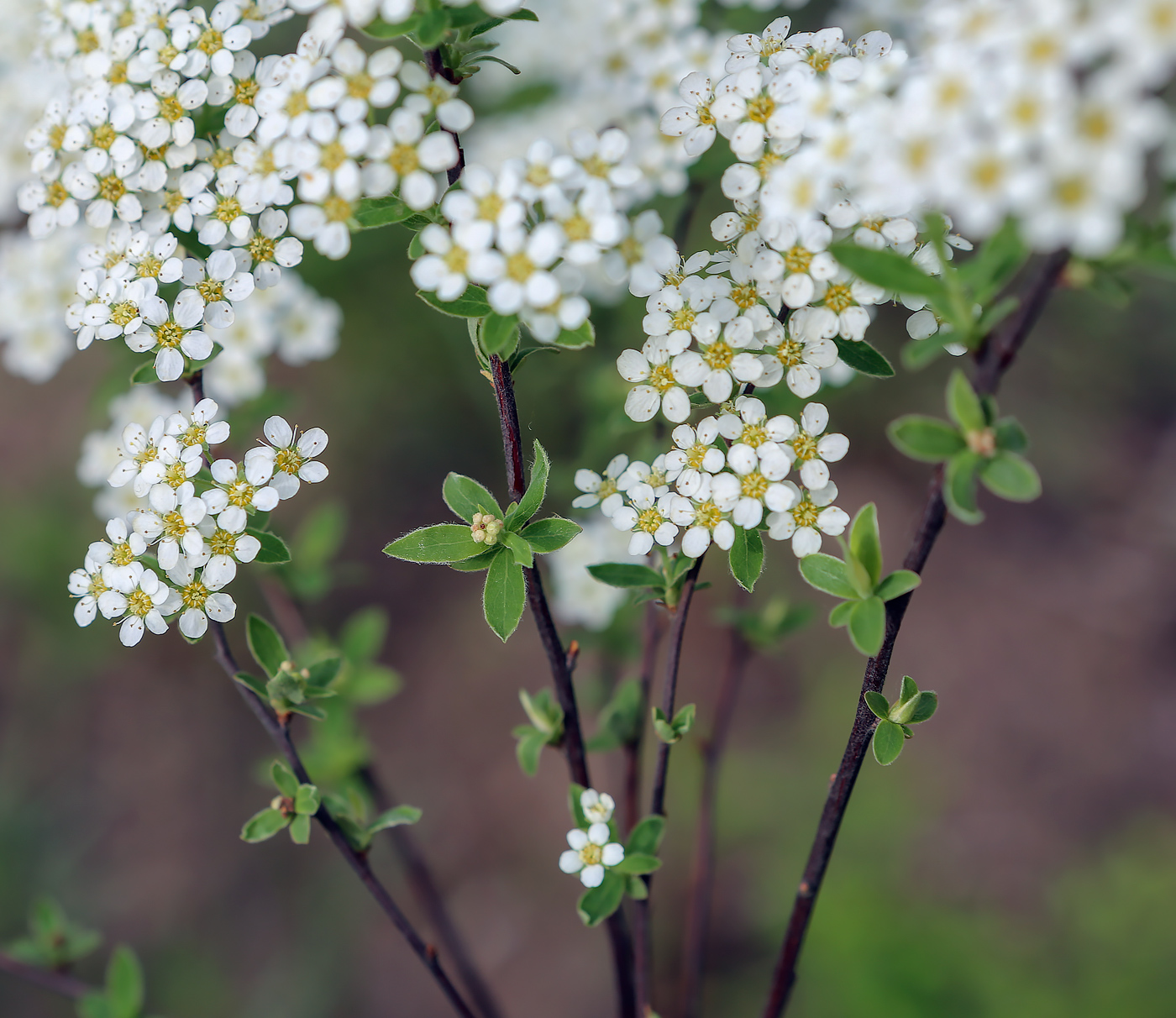 Image of Spiraea &times; cinerea specimen.