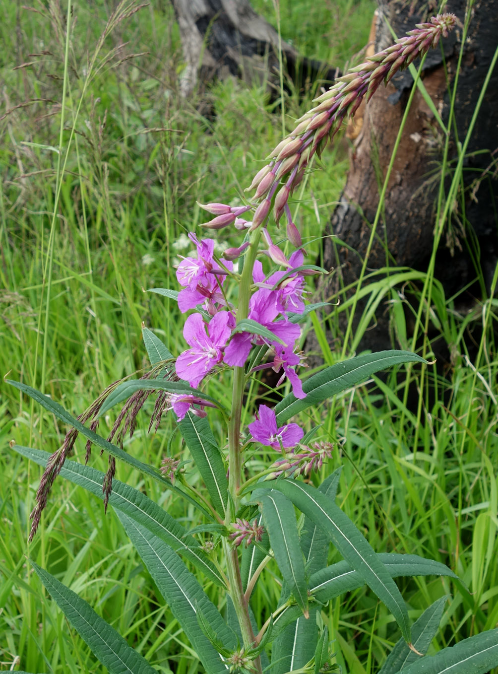 Изображение особи Chamaenerion angustifolium.