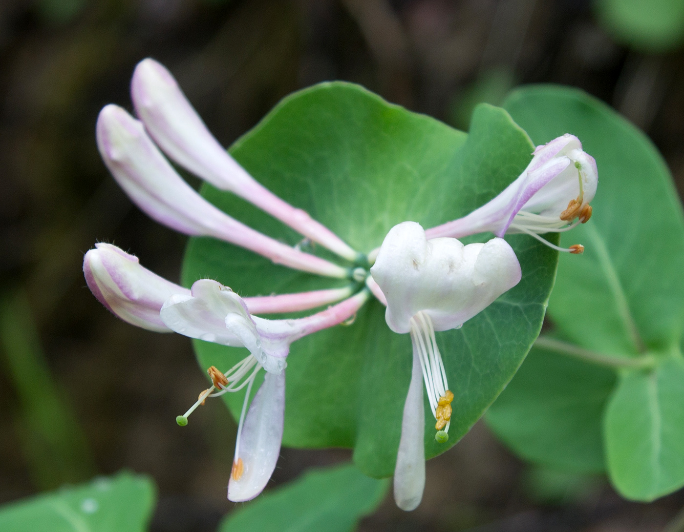 Image of Lonicera caprifolium specimen.