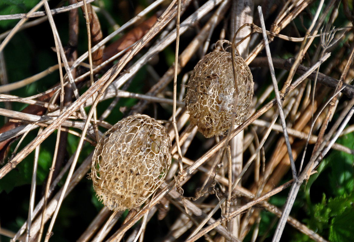 Изображение особи Echinocystis lobata.