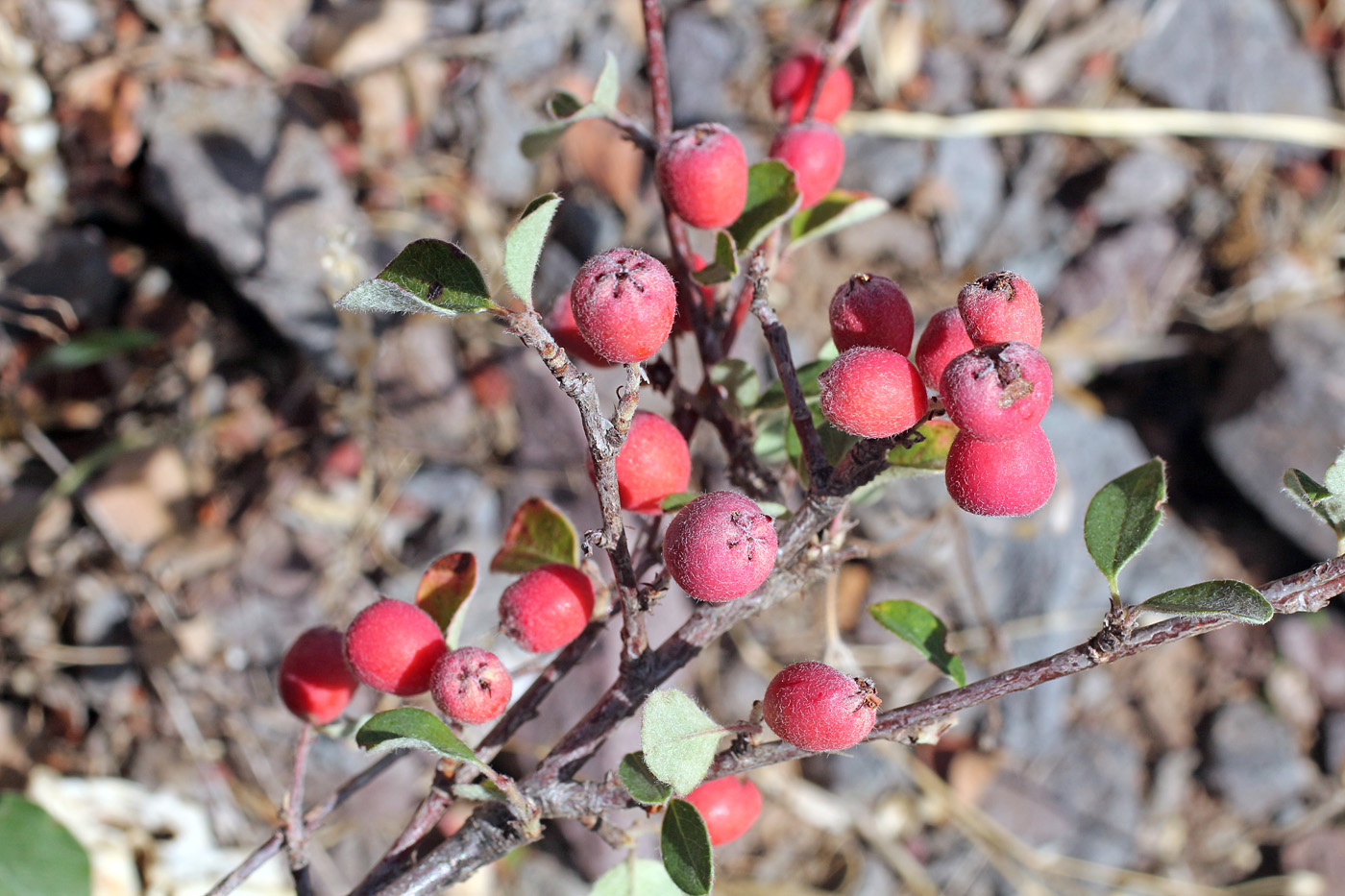 Image of Cotoneaster oliganthus specimen.