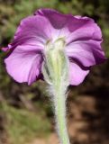 Lychnis coronaria. Цветок (вид сбоку). Узбекистан, Ташкентская обл., хр. Каржантау, бассейн р. Аюбсай, ур. Алмахирман, в тени деревьев. 19.06.2020.