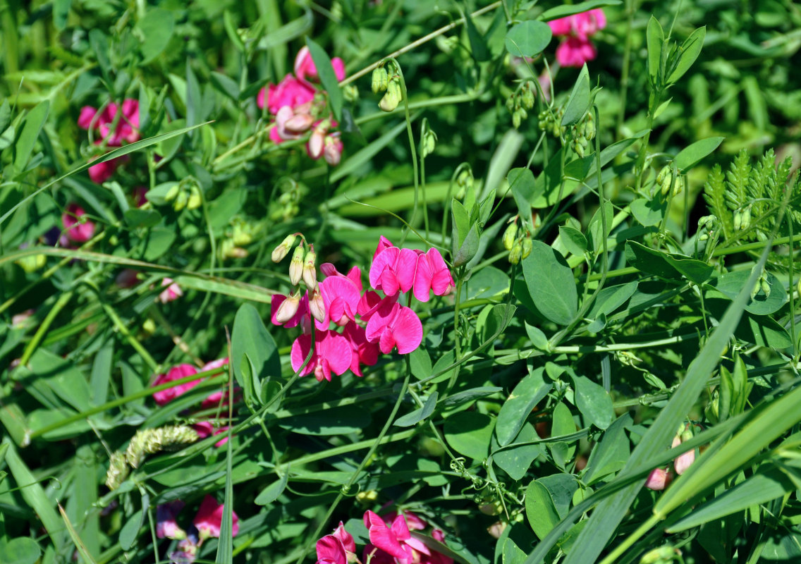 Изображение особи Lathyrus tuberosus.