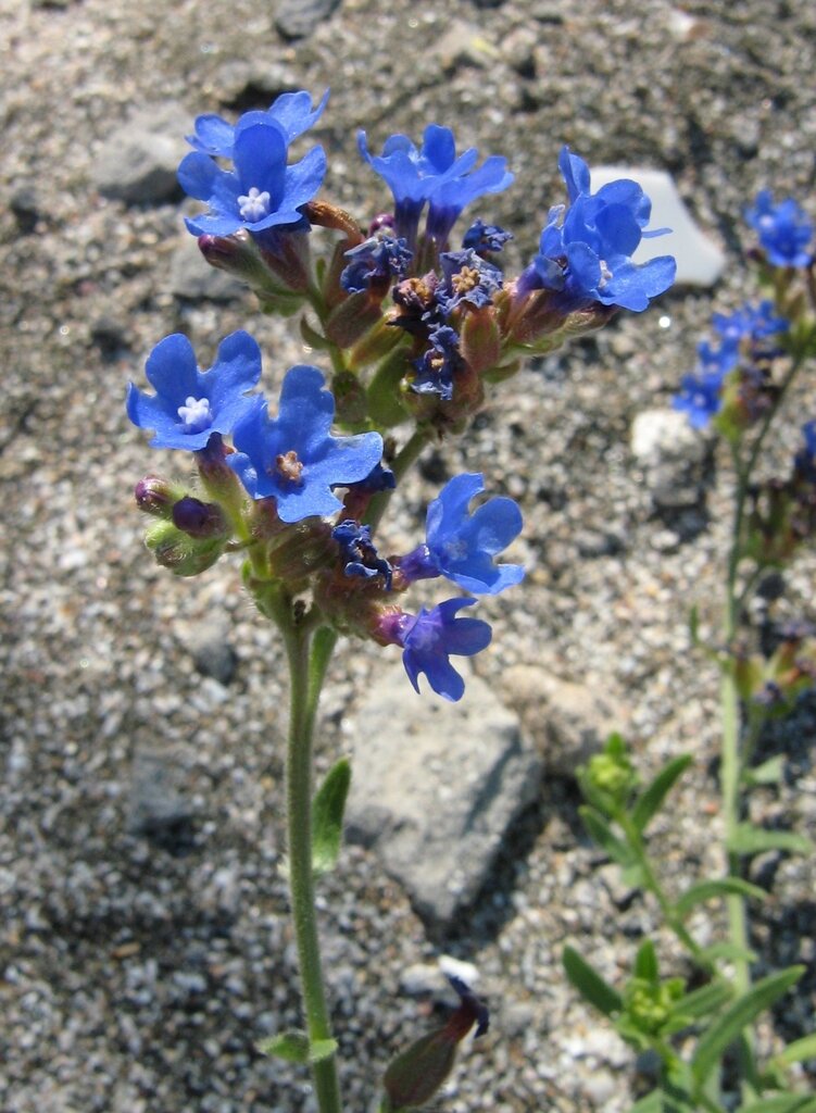 Image of Anchusa velenovskyi specimen.