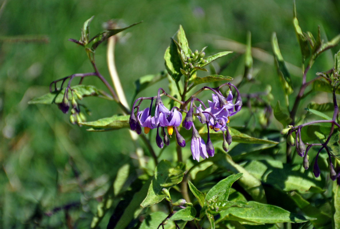 Image of Solanum dulcamara specimen.