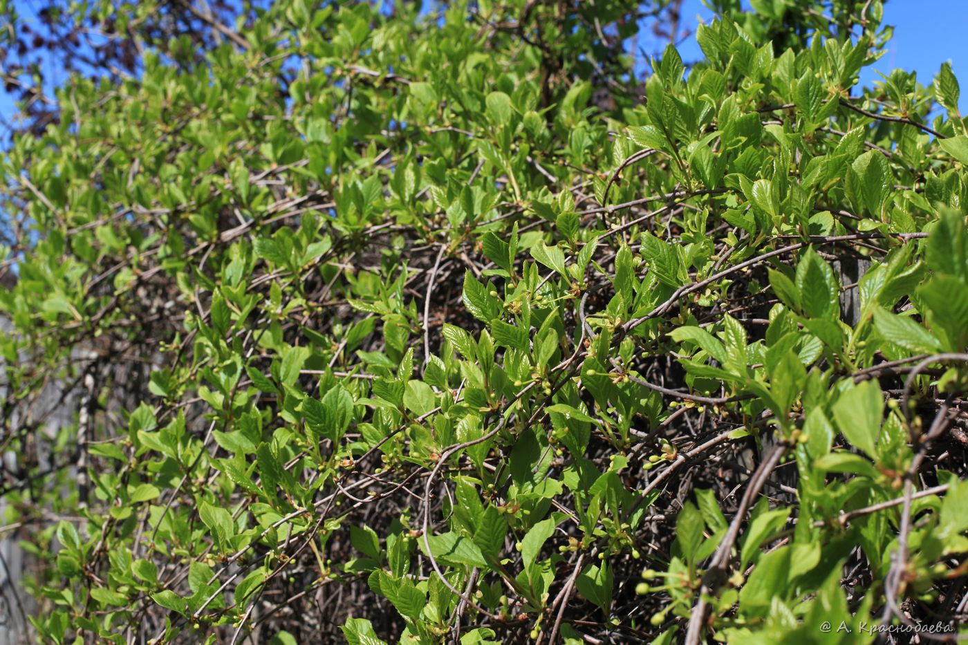 Image of Schisandra chinensis specimen.