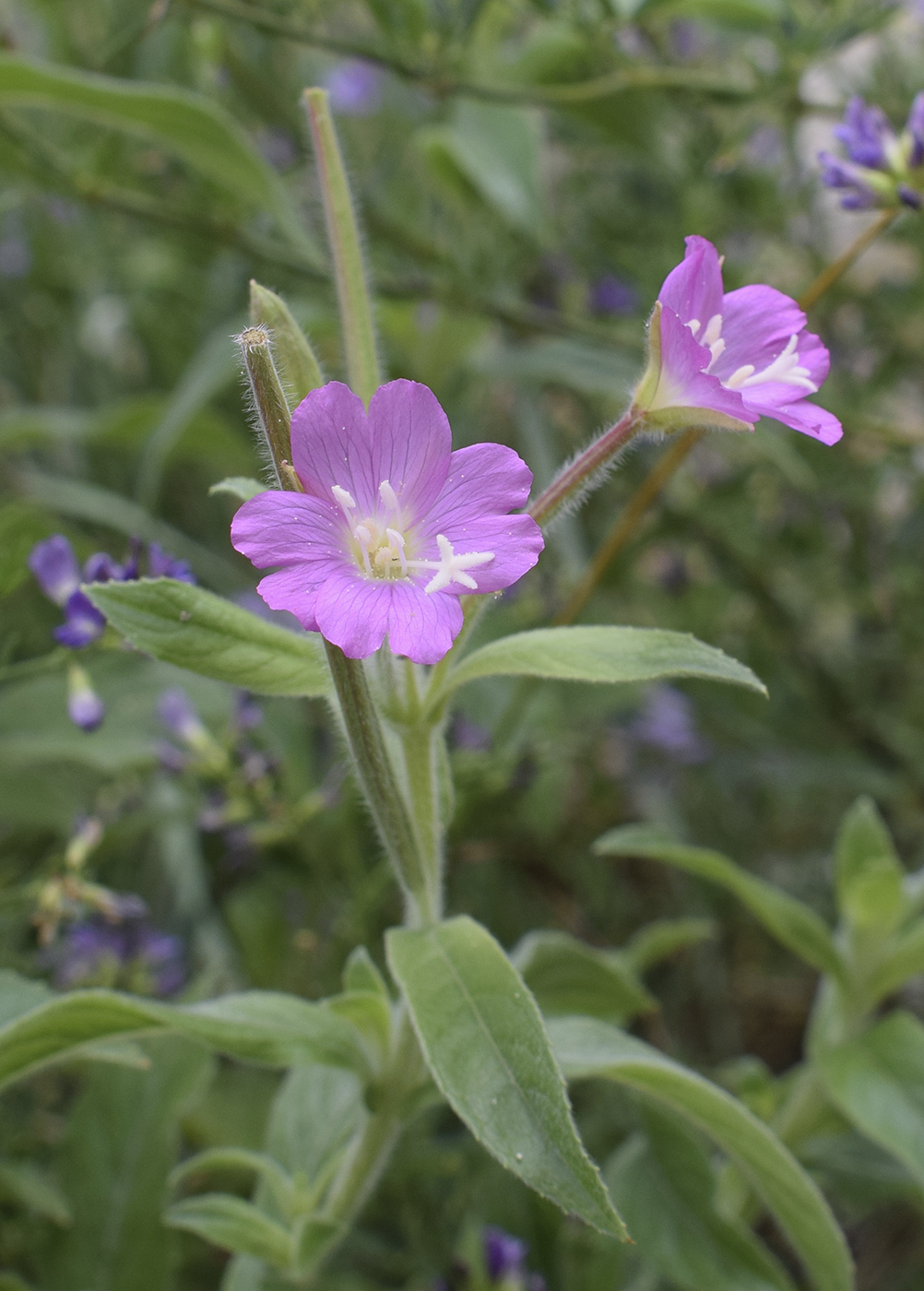 Изображение особи Epilobium hirsutum.