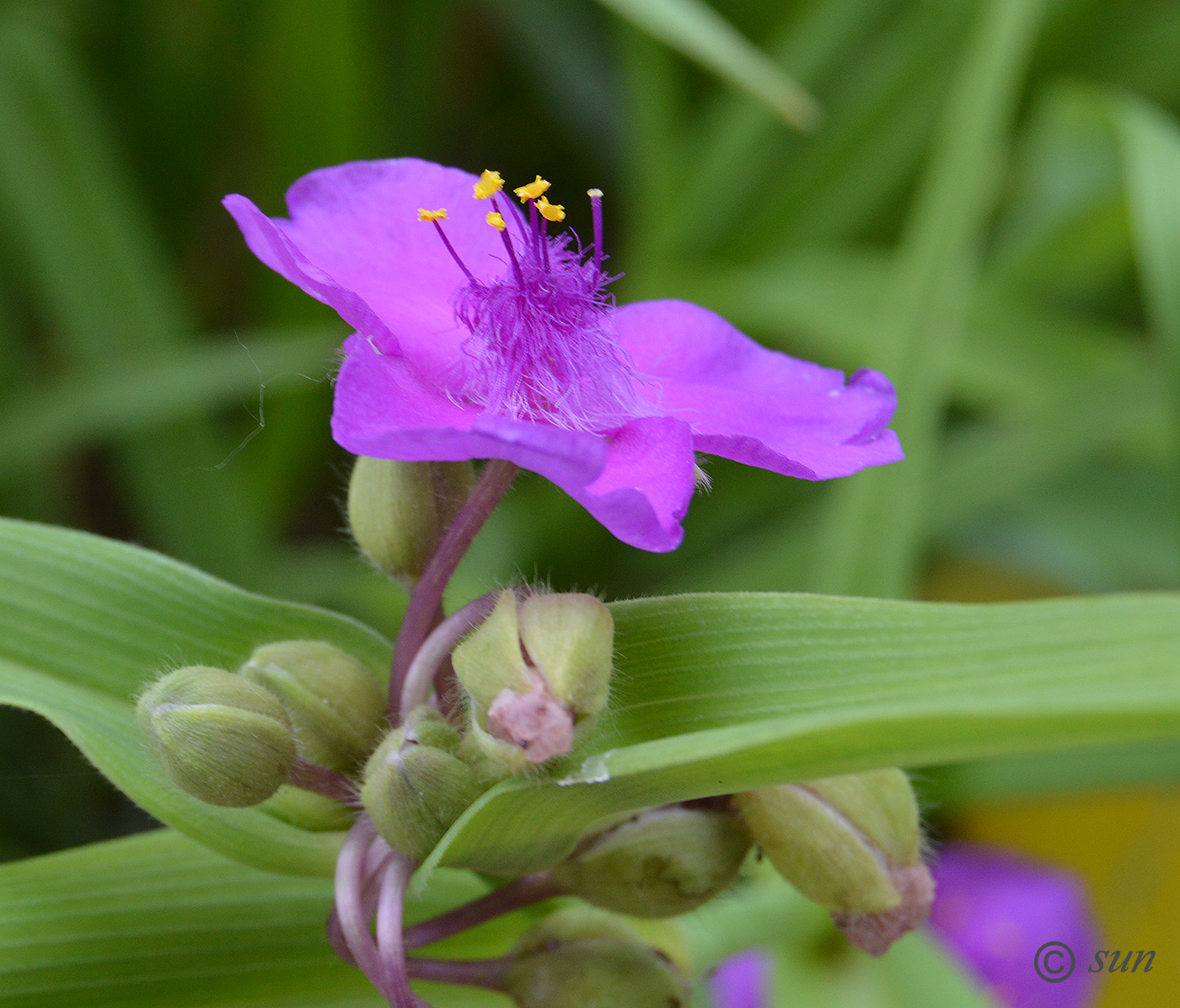 Image of Tradescantia virginiana specimen.