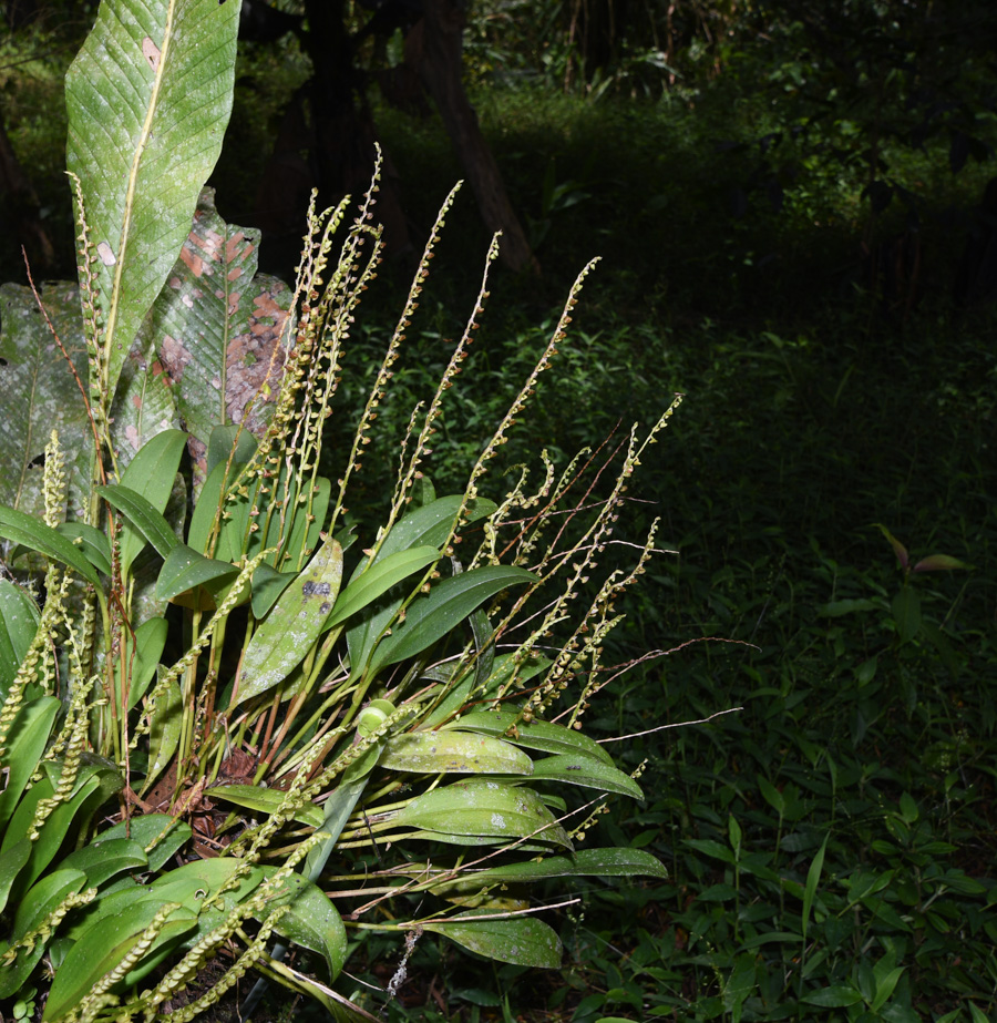 Image of genus Stelis specimen.