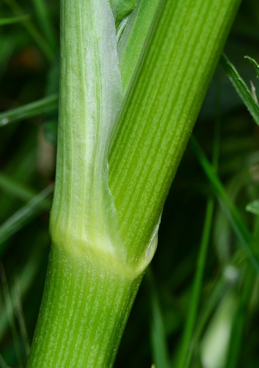 Image of Smyrnium olusatrum specimen.