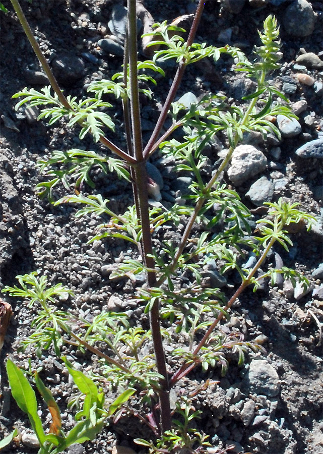 Image of Schizonepeta annua specimen.