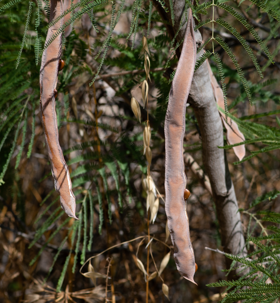 Image of Senegalia berlandieri specimen.