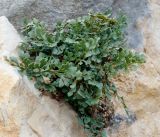 Asplenium ruta-muraria