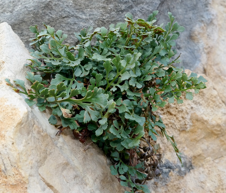 Изображение особи Asplenium ruta-muraria.