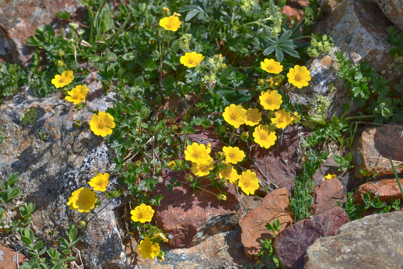 Image of Potentilla gelida specimen.