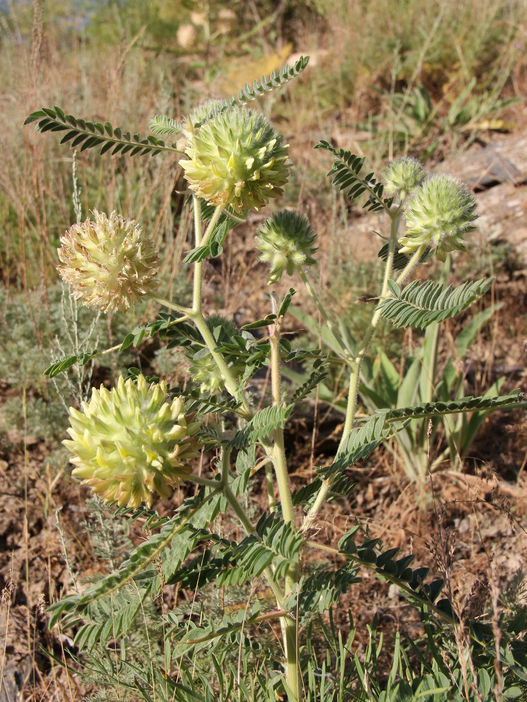 Image of Astragalus globiceps specimen.