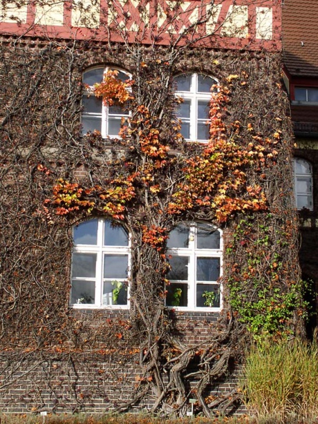 Image of Parthenocissus tricuspidata specimen.