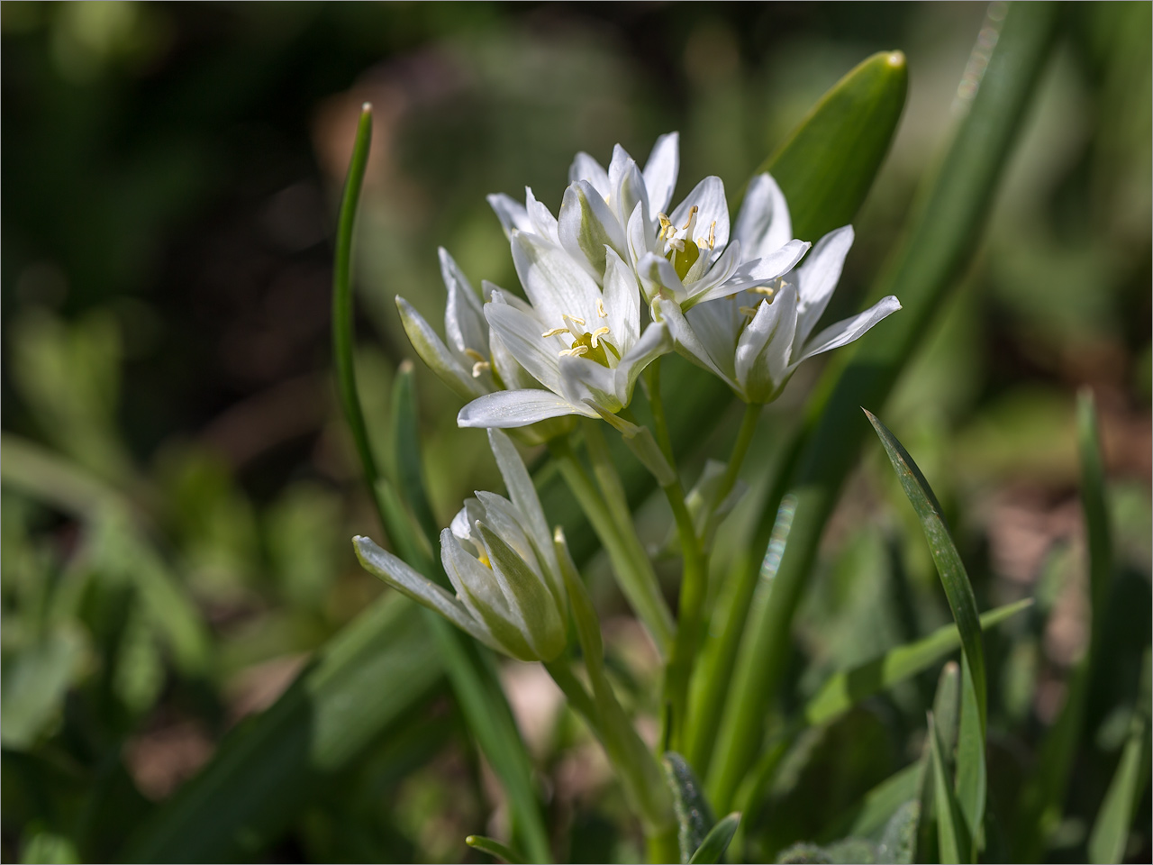 Image of Ornithogalum balansae specimen.