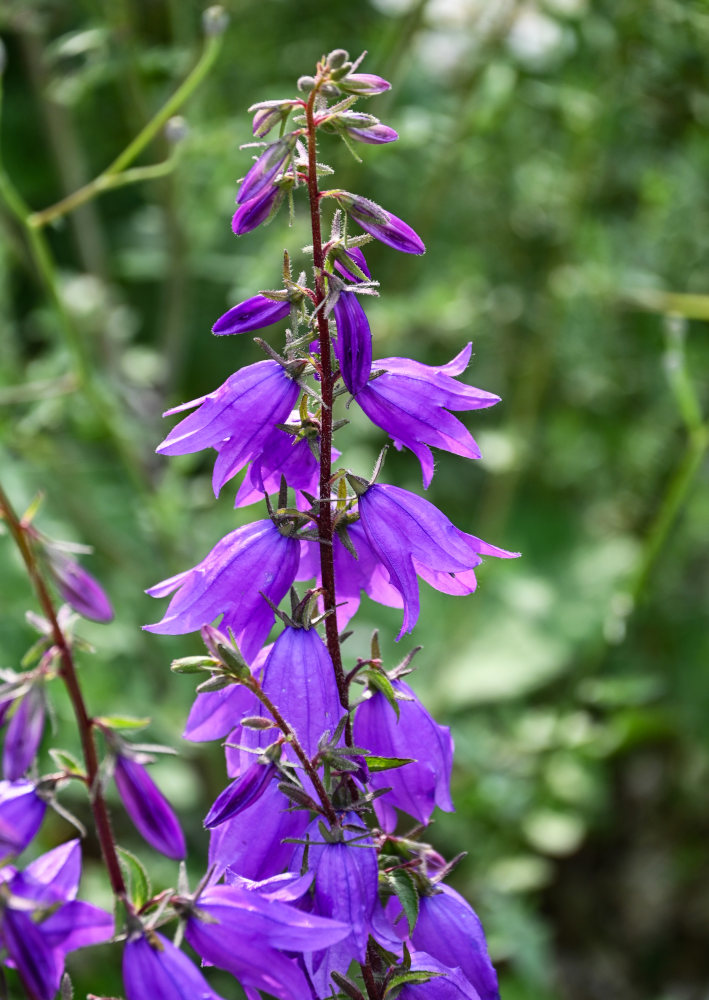 Image of Campanula rapunculoides specimen.