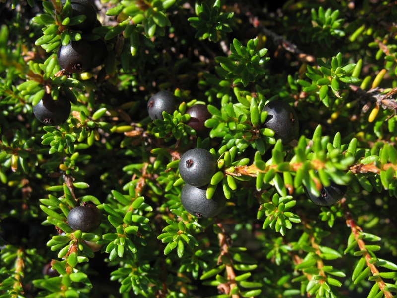 Image of Empetrum caucasicum specimen.