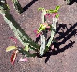 Euphorbia neococcinea