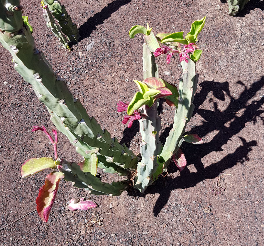 Image of Euphorbia neococcinea specimen.