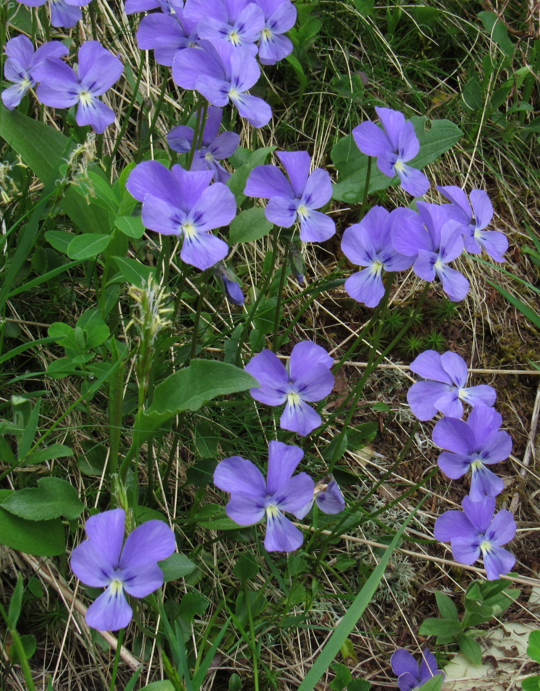 Изображение особи Viola matronae.