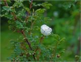 Rosa spinosissima