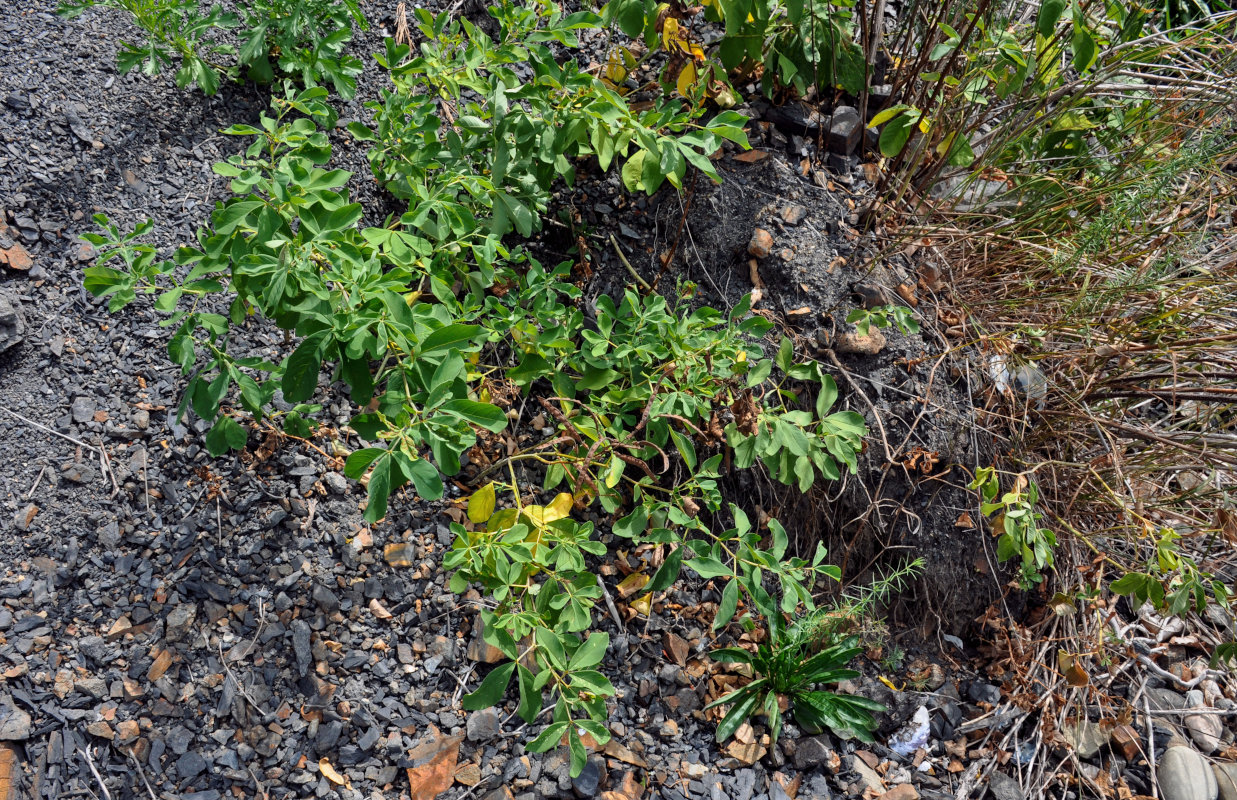 Image of Thermopsis lupinoides specimen.