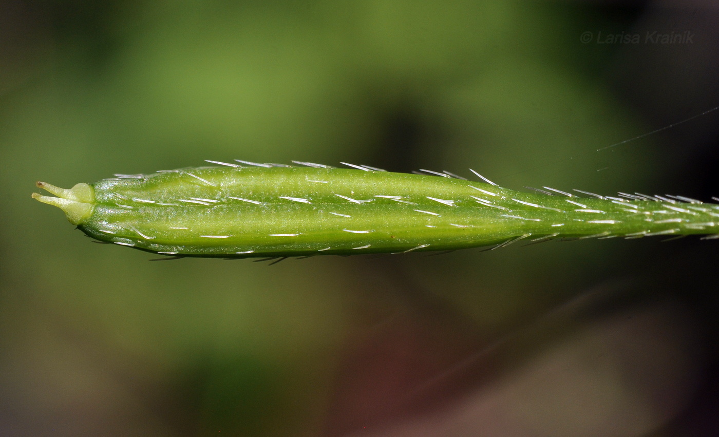 Image of Osmorhiza aristata specimen.