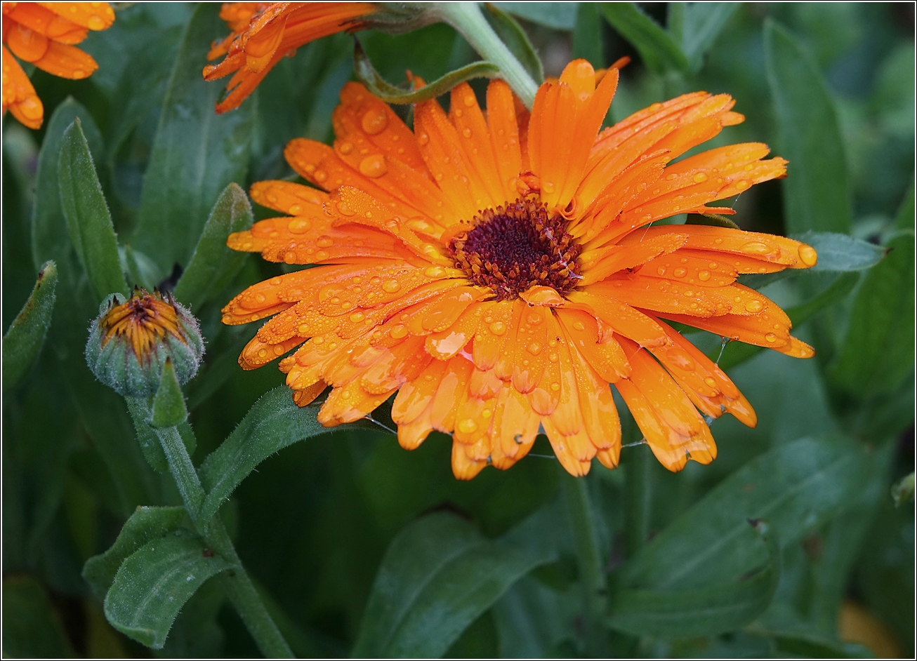 Image of Calendula officinalis specimen.