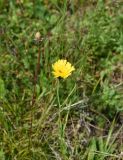 genus Hieracium. Верхушка цветущего растения. Чечня, Итум-Калинский р-н, окр. ур. Цамадой, выс. 1930 м н.у.м., луг. 6 августа 2023 г.