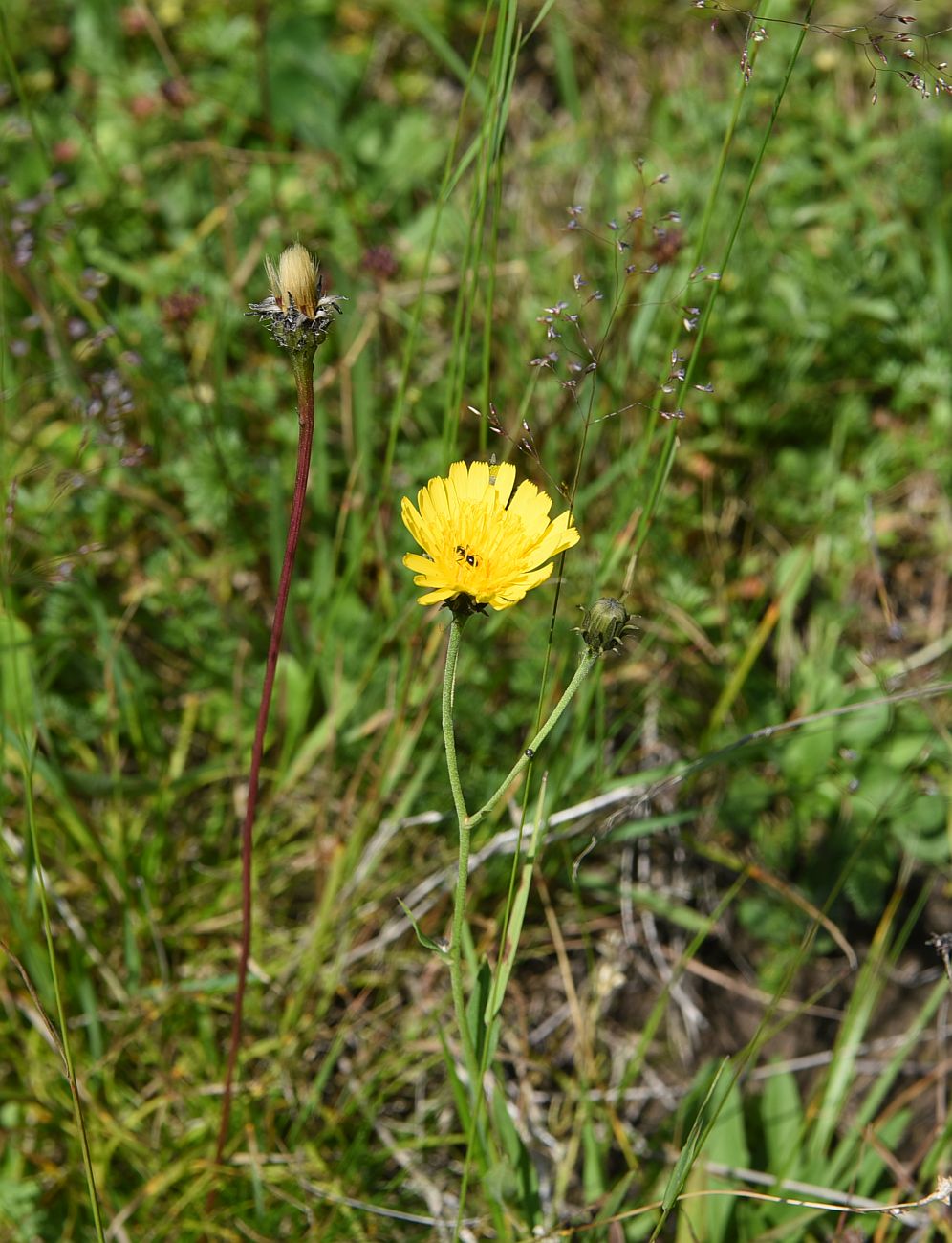 Изображение особи род Hieracium.