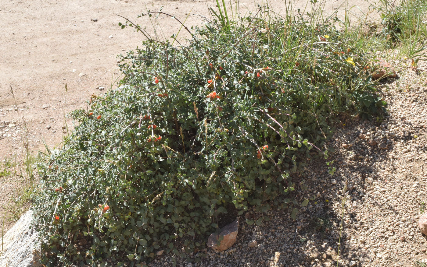 Image of genus Lonicera specimen.