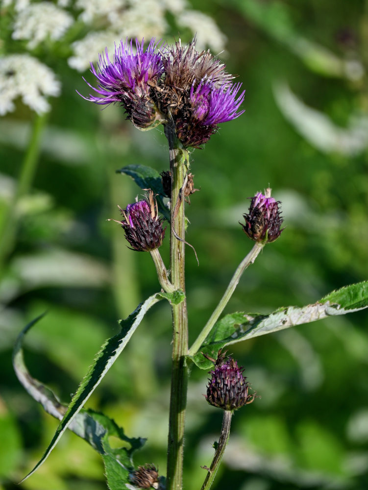 Image of Cirsium helenioides specimen.