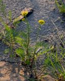 Tanacetum bipinnatum