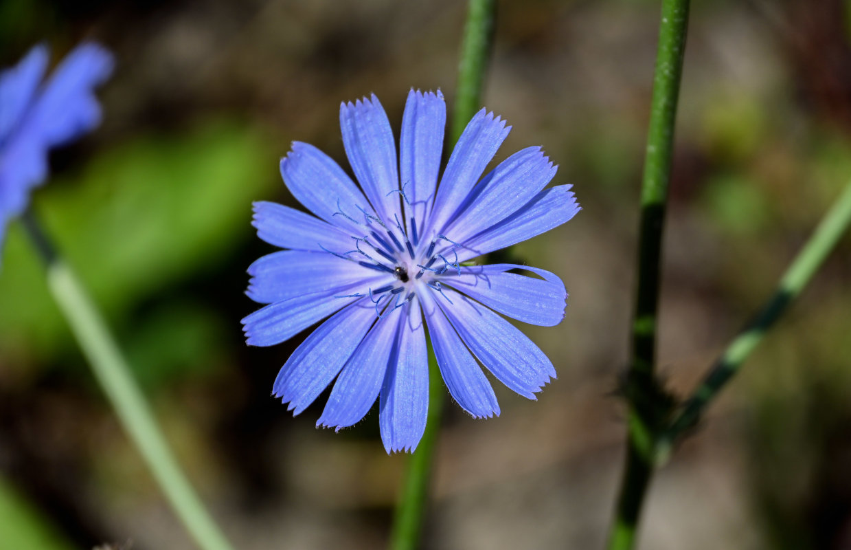 Image of Cichorium intybus specimen.