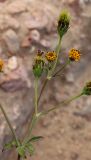Смотреть изображение Bidens pilosa