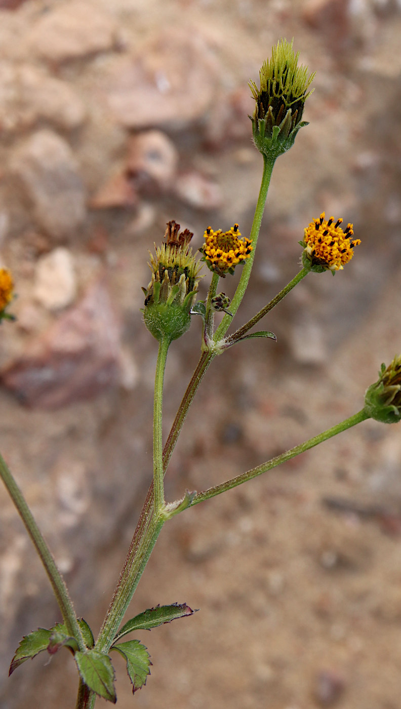 Изображение особи Bidens pilosa.