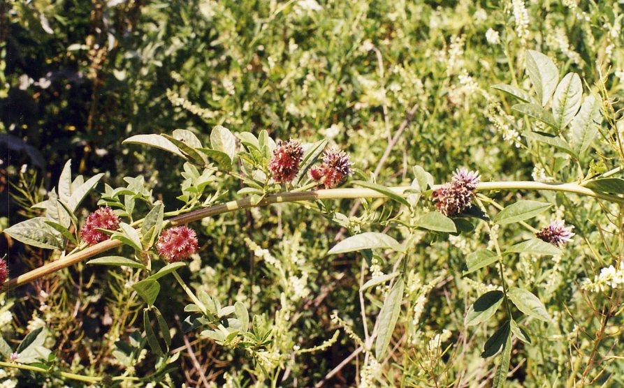 Image of Glycyrrhiza echinata specimen.